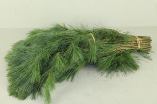 PINUS STROBUS BS 90cm/600g - D