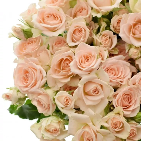 R Tr Sweet Sara 50cm - D