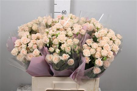 R Tr Sweet Sara 50cm - D