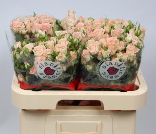 R Tr Sweet Sara 50cm - D
