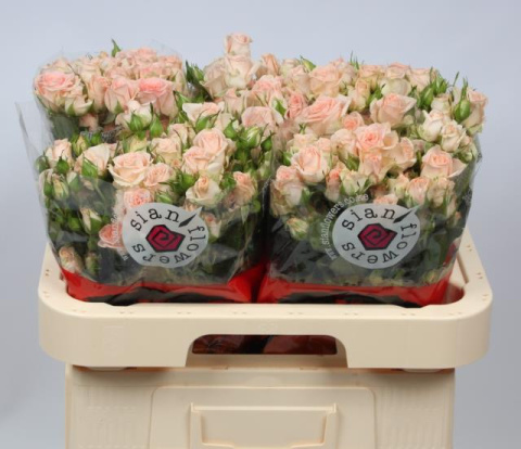 R Tr Sweet Sara 50cm - D