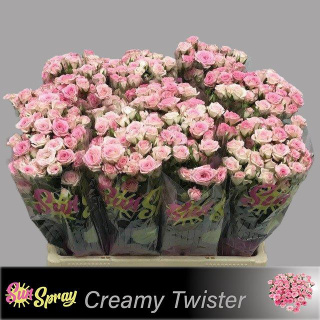 R TR CREAMY TWISTER 60cm - D