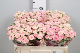 R Tr Creamy Twister 50cm - D