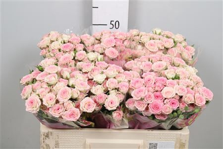 R Tr Creamy Twister 50cm - D