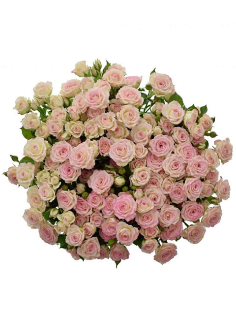 R Tr Creamy Twister 50cm - D
