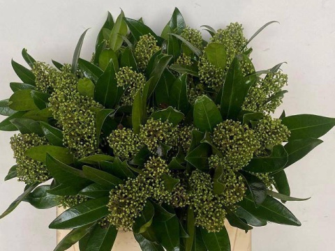 SKIM C KEW GREEN BS 45 cm - D