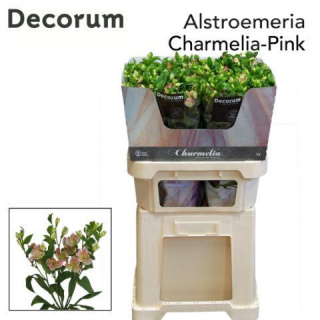 ALST FL CHARMELIA PINK Extra 75cm - D