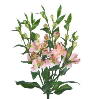 ALST FL CHARMELIA PINK Extra 75cm - D