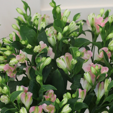 ALST FL CHARMELIA PINK 75cm - D