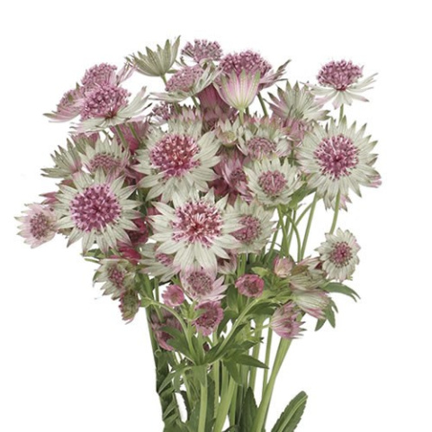 ASTR STAR OF AFRICA 50cm - D