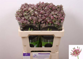 ASTR STAR OF AFRICA 50cm - D