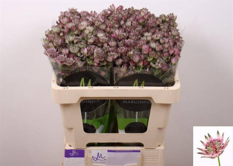 ASTR STAR OF AFRICA 50cm - D