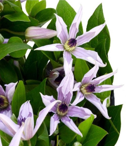 Clem Amazing Miami 4+ 60cm - D