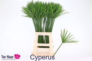 Cyperus Glaber 70cm - D