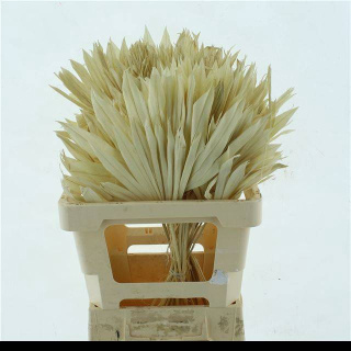 DROOGBL BEWERKT H% 50cm - D