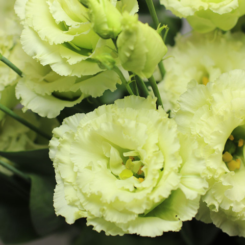 EUS G Alissa Green 70cm - D