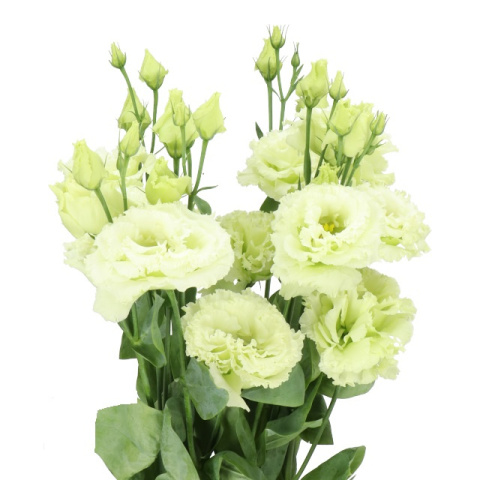 EUS G Alissa Green 70cm - D