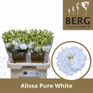EUS G ALISSA PUR WHI 70cm - D