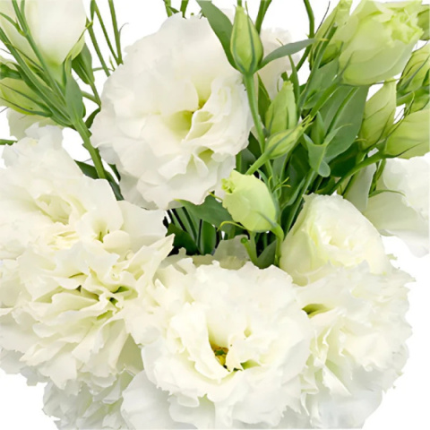 EUS G Alissa White 70cm - D
