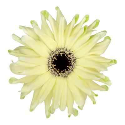 GE KV PASTINI SPRITZ 50cm - D