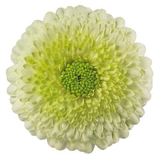 GE MB GERPONI KERMIT 50cm - D