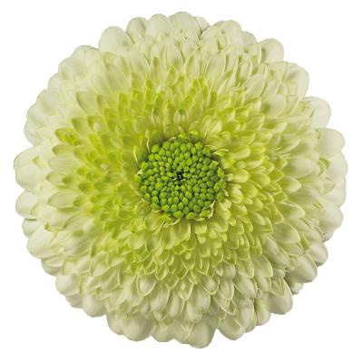 GE MB GERPONI KERMIT 50cm - D