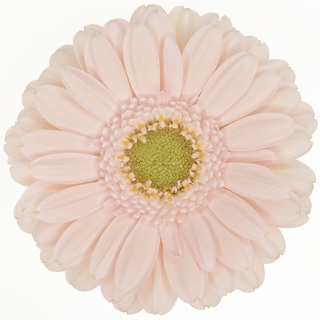 GE MI ALIX NOOR 50cm