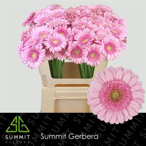 Ge Mi Andrina+ 50cm - D