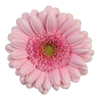 Ge Mi Andrina+ 50cm - D