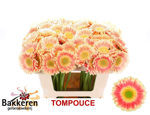 GE MI TOMPOUCE 50cm - D