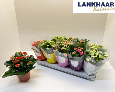 KALANCHOE BLOS PERFECTA GEM 5KL 22cm/d12 - PROMO