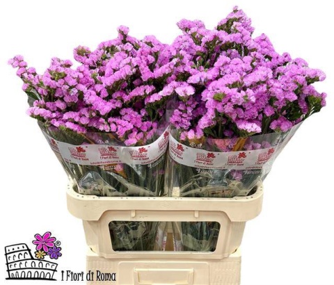 LIM S PRETTY WINGS 60cm - D