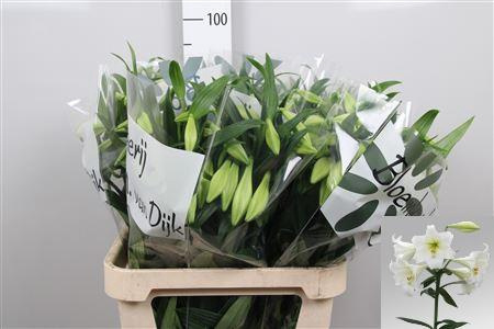 Li Lf White Heaven 3+ 90cm - D