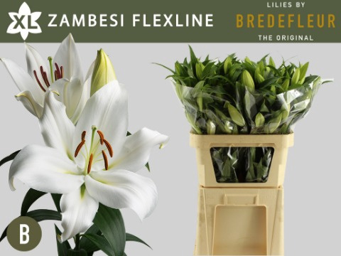 LI OT ZAMBESI FLEXLINE 3+ 85cm - D