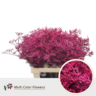 Limonium Lady Rose 70cm - D