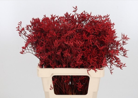 Limonium Rood 70cm - D
