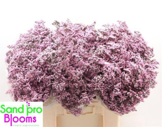 Limonium Saf Oshi Pink 60cm - D