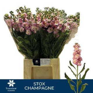 Matth StoX Champagne 55cm - D