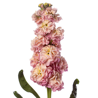 Matth StoX Champagne 55cm - D