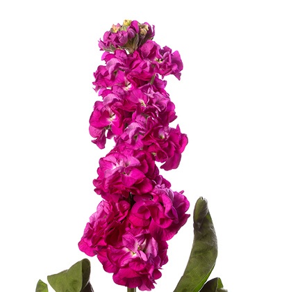 Matth Stox Deep Rose 55cm - D