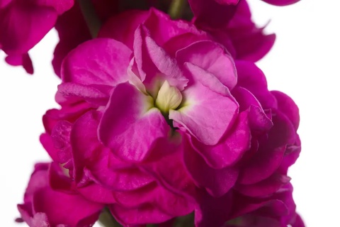 Matth Stox Deep Rose 55cm - D