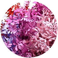 Pistache Love mix 45cm - D