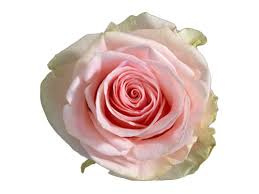 R GR DUCHESSE 50cm - D