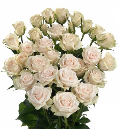 R TR ROYAL PORCELINA 60cm - D