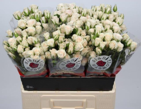 R TR ROYAL PORCELINA 60cm - D