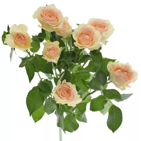 R Tr SANCERRE 50 cm - D