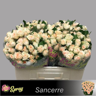 R Tr SANCERRE 50 cm - D