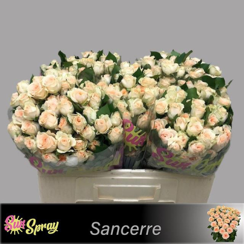 R Tr SANCERRE 50 cm - D