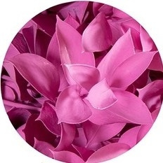 Ruscus Rose Nieuw H% 60cm - D