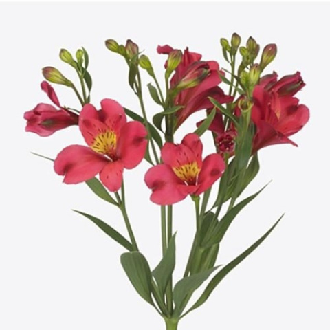 ALST FL SANGRIA 75cm - D